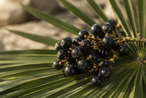 saw palmetto berries on a frond